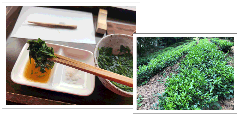 日本を代表する日本茶の一つ「八女茶」