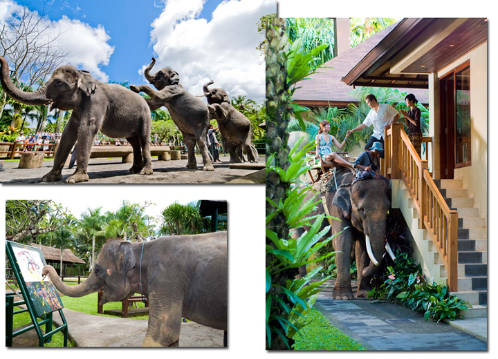 バリ島・エレファントサファリでエンジョイ！象とのふれあい体験＆ロッジに泊まるバリステイ！