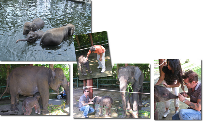 バリ島・エレファントサファリでエンジョイ！象とのふれあい体験＆ロッジに泊まるバリステイ！